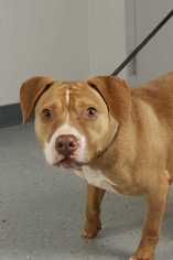 American Pit Bull Terrier-Beagle Mix Dogs for adoption in Staunton, VA, USA