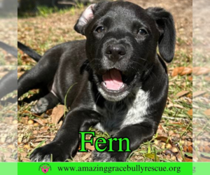 Mutt Dogs for adoption in Pensacola, FL, USA
