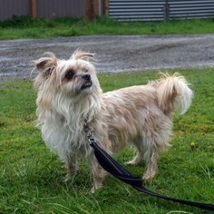 Care-Tzu Dogs for adoption in McKenna, WA, USA