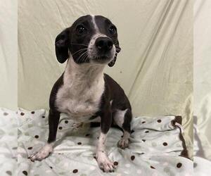 Chihuahua Dogs for adoption in Modesto, CA, USA