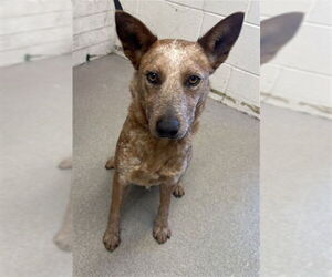 Mutt Dogs for adoption in San Bernardino, CA, USA