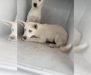 - Mix Dogs for adoption in Houston, TX, USA