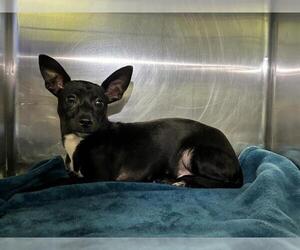 Chihuahua-Unknown Mix Dogs for adoption in Grand Prairie, TX, USA