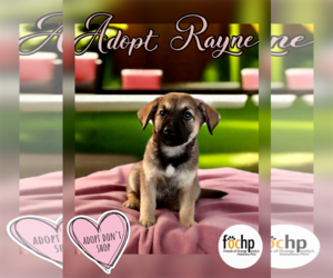 Labrador Retriever Dogs for adoption in Menifee, CA, USA