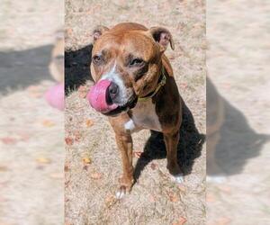 American Pit Bull Terrier Dogs for adoption in Akron, OH, USA