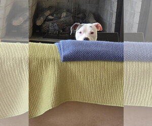 Mutt Dogs for adoption in Bedford, VA, USA