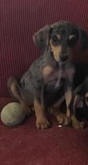Medium Photo #1 English Foxhound Puppy For Sale in Little Rock, AR, USA