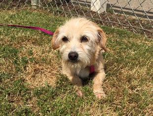 Parson Russell Terrier Dogs for adoption in Visalia, CA, USA