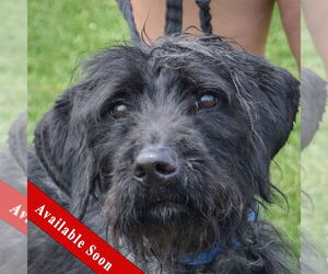 German Wirehaired Pointer-Unknown Mix Dogs for adoption in Huntley, IL, USA