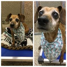 Chiweenie Dogs for adoption in Martinsburg, WV, USA