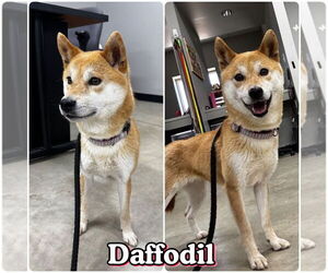 Shiba Inu Dogs for adoption in Pierceton , IN, USA