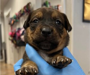 Labrador Retriever-Unknown Mix Dogs for adoption in Bolivar, MO, USA
