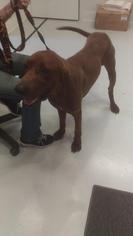Redbone Coonhound Dogs for adoption in Mt. Gilead, OH, USA