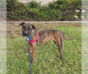 Bullboxer Pit Dogs for adoption in Chula Vista, CA, USA