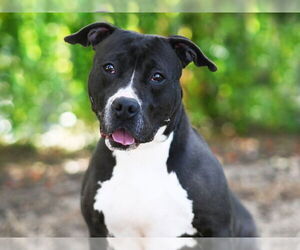 American Pit Bull Terrier Dogs for adoption in Tavares, FL, USA