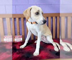 Labbe Dogs for adoption in Genesee, WI, USA