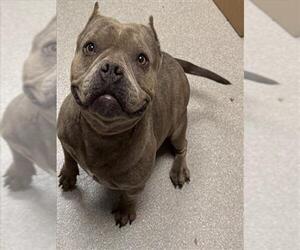 Mutt Dogs for adoption in Las Vegas, NV, USA