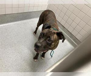 Boxer Dogs for adoption in Orange, CA, USA