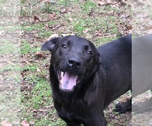 Labrador Retriever-Unknown Mix Dogs for adoption in Heber Springs, AR, USA