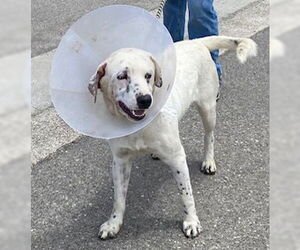 Labrador Retriever-Unknown Mix Dogs for adoption in Camarillo, CA, USA