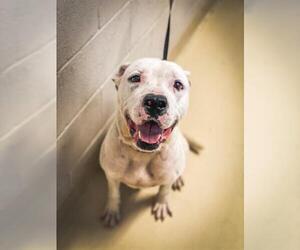 American Bulldog Dogs for adoption in Fayetteville, NC, USA