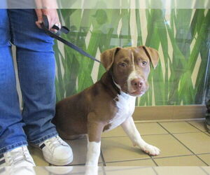 American Pit Bull Terrier Dogs for adoption in Ocala, FL, USA