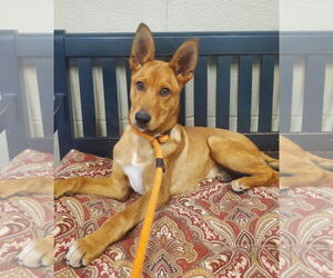 Mutt Dogs for adoption in Amarillo, TX, USA