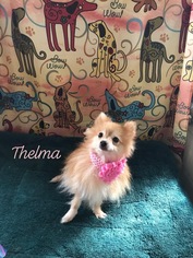Pomeranian Dogs for adoption in Metairie, LA, USA