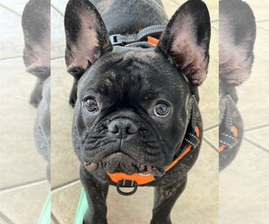 French Bulldog Dogs for adoption in Valrico, FL, USA