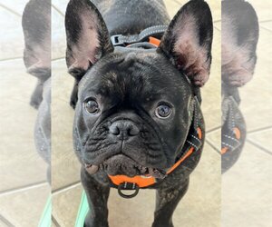 Small French Bulldog