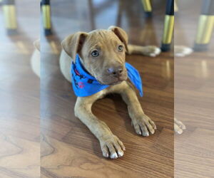 Bulldog-Unknown Mix Dogs for adoption in Tarrytown, GA, USA