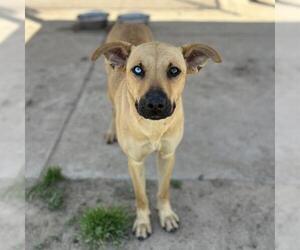 German Shepherd Dog-Unknown Mix Dogs for adoption in Modesto, CA, USA