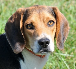 Beagle Dogs for adoption in Madison, IN, USA