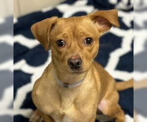 Chihuahua Dogs for adoption in Salinas, CA, USA