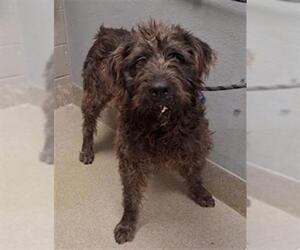 German Wirehaired Pointer-Unknown Mix Dogs for adoption in Las Vegas, NV, USA