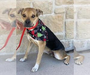 Bogle Dogs for adoption in Euless, TX, USA
