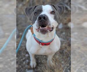 American Pit Bull Terrier-Unknown Mix Dogs for adoption in Las Vegas, NV, USA
