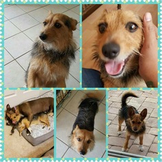 Pembroke Welsh Corgi Dogs for adoption in Tampa, FL, USA