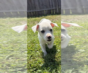 Labbe Dogs for adoption in Aurora, IN, USA