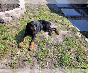Doberman Pinscher Dogs for adoption in Houston, TX, USA