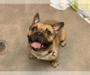 French Bulldog Dogs for adoption in Forestville, MD, USA