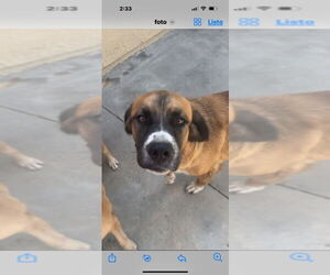 Labrador Retriever-Unknown Mix Dogs for adoption in Dana Point, CA, USA