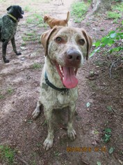 Labrador Retriever-Plott Hound Mix Dogs for adoption in Rutherfordton, NC, USA