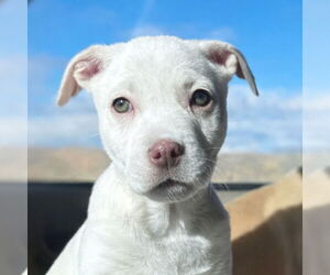 Mutt Dogs for adoption in Laramie, WY, USA