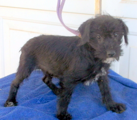 Mutt Dogs for adoption in Birch Tree, MO, USA