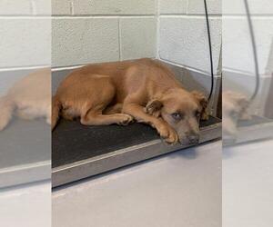 Golden Shepherd Dogs for adoption in Corpus Christi, TX, USA