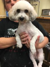Poochon Dogs for adoption in Pawtucket, RI, USA