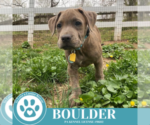 American Pit Bull Terrier-Unknown Mix Dogs for adoption in Kimberton, PA, USA