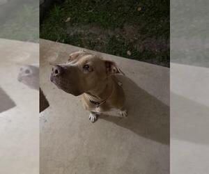 American Staffordshire Terrier-Unknown Mix Dogs for adoption in San Antonio, TX, USA