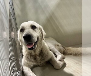 Great Pyrenees Dogs for adoption in Bakersfield, CA, USA